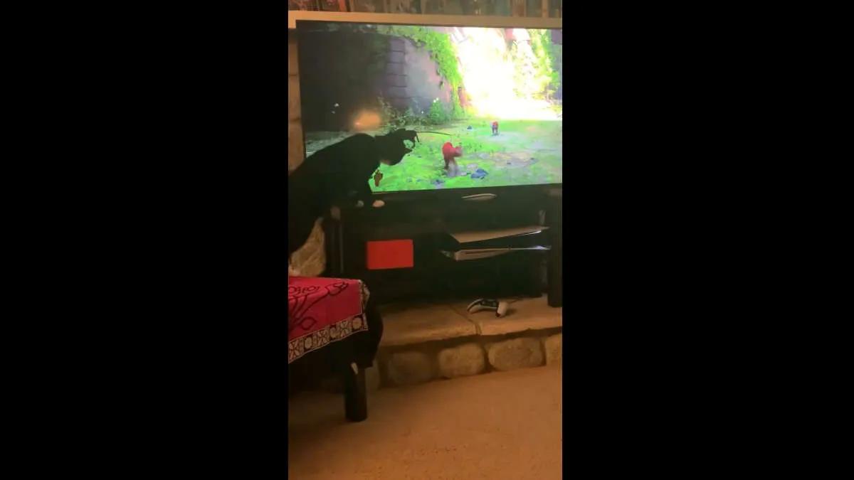 Not only people like Stray - cats watch the gameplay of the game