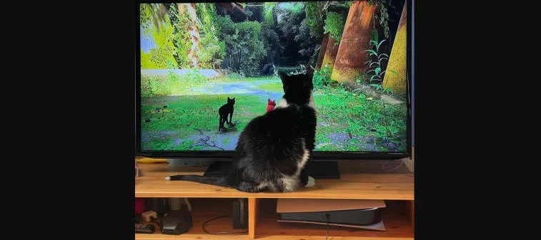 Not only people like Stray - cats watch the gameplay of the game. Photo 2