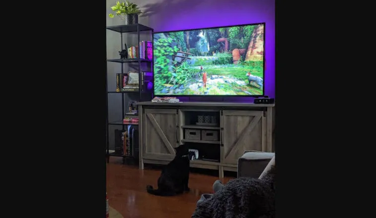 Not only people like Stray - cats watch the gameplay of the game. Photo 3