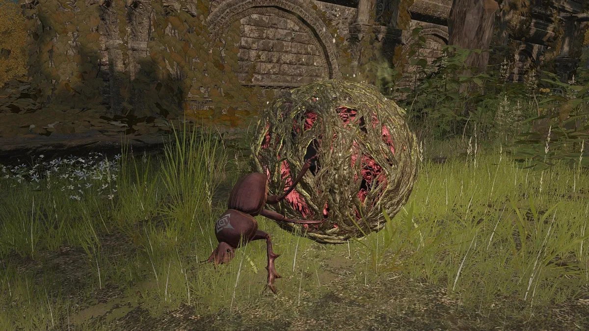 Elden Ring Player's Hilarious Defeat by Dung Beetle Highlights Game's  Unforgiving Nature | EGW.News
